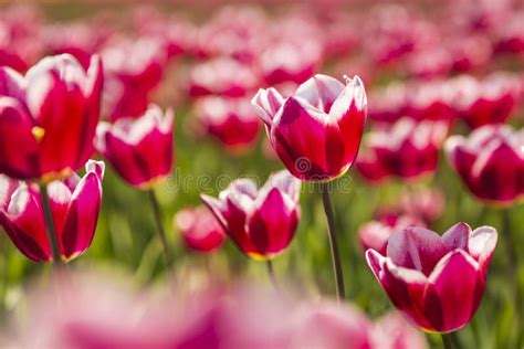 Close Up Van Rode En Witte Gevlamde Tulpen Op Een Nederlands