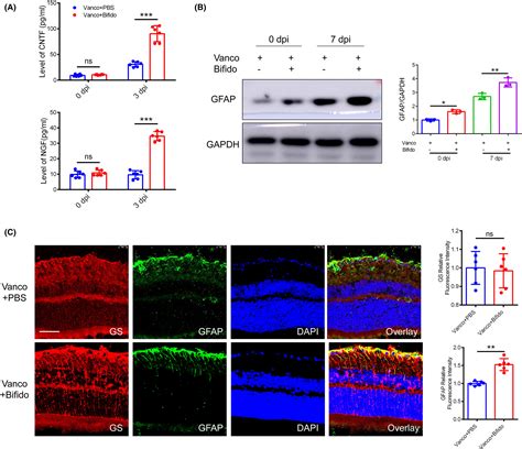 Bifidobacterium Promotes Retinal Ganglion Cell Survival By Regulating