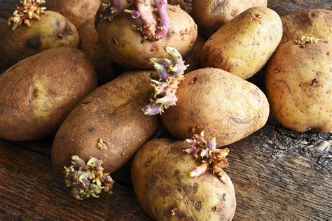 Chitting Pre Sprouting Potatoes For A Head Start