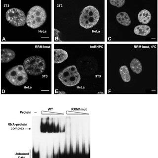 The Rs Domain Of U Af Is A Nuclear Localization Signal Hela Cells Were