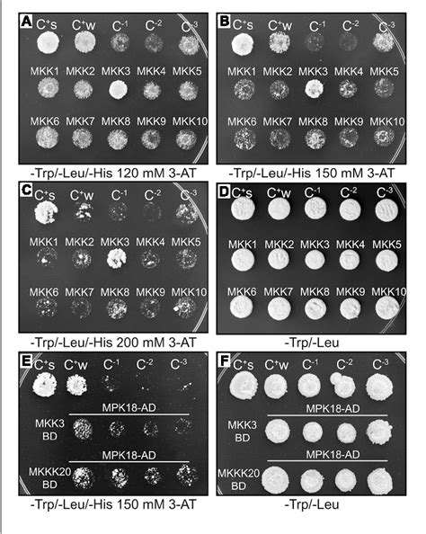 Figure 1 From The Arabidopsis Mitogen Activated Protein Kinase Kinase