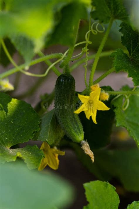 Cucumber flower stock image. Image of gardening, floral - 29361563