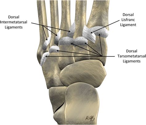 Mr Imaging Of The Midfoot Including Chopart And Lisfranc Joint