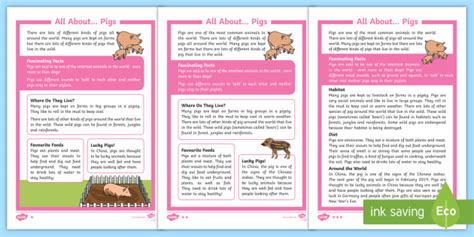 Pig Facts For Kids Twinkl Homework Help Twinkl