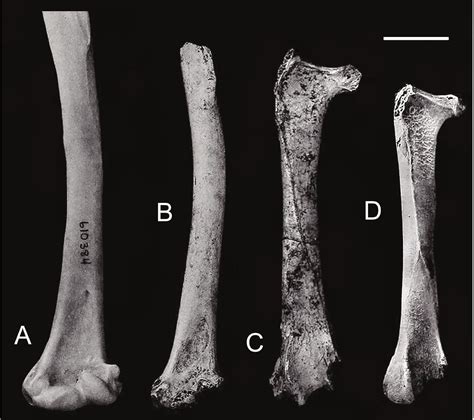 Ornimegalonyx Fossil