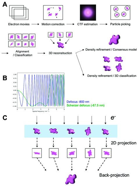 Schematics Of The Single Particle Cryo Em Processing Workflow A