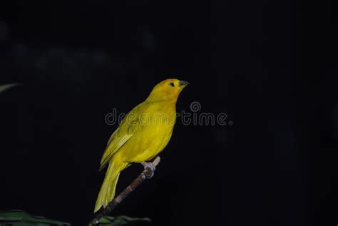 Yellow Canary Serinus Canaria On Its Perch Stock Photo Image Of