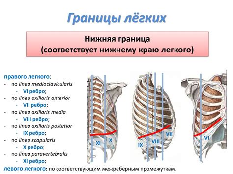 Анатомия легких. Плевра. Средостение. Тема 6.2 - презентация онлайн