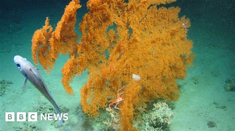 Four Coral Reefs Discovered In Atlantic Ocean Bbc News