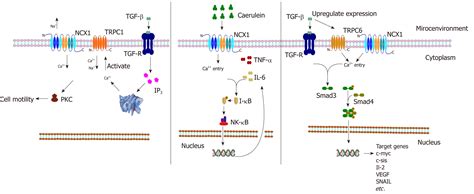 Roles Of Na Ca Exchanger In Digestive System Physiology And