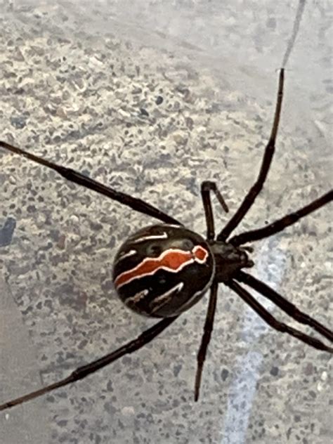 Australian Redback Found In East Texas Near Terrell Rspiders