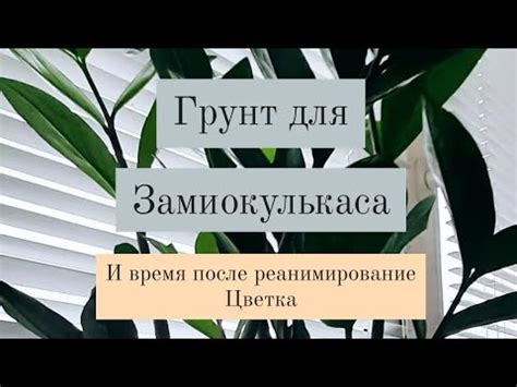 Классный грунт для замиокулькаса.. И сколько времени, нужно для ...