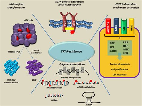 Overview Of The Main Molecular Mechanisms Linked To EGFR TKI Resistance