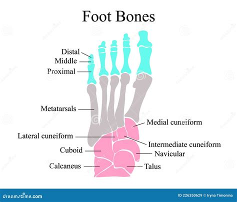 Bones Of The Foot .Tarsals Or Tarsus, Metatarsals, Phalanges Cartoon Vector | CartoonDealer.com ...