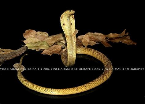 Img C W Equatorial Spitting Cobra Naja Sumatrana Flickr