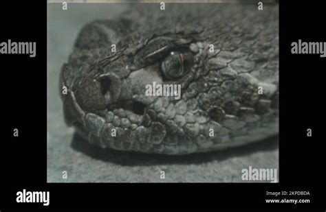 Pit Viper Heat Pit Stock Videos And Footage Hd And 4k Video Clips Alamy