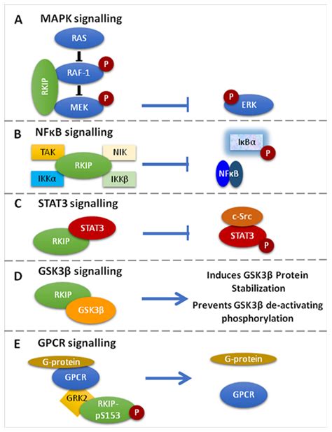 Cancers Free Full Text Rkip Pleiotropic Activities In Cancer And Inflammatory Diseases Role