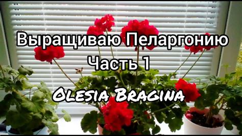 ВЫРАЩИВАНИЕ Пеларгонии из семян/ЧАСТЬ 1 - YouTube