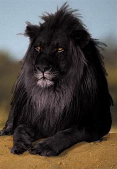 Black Leon Rare Animals Lion Animals Wild