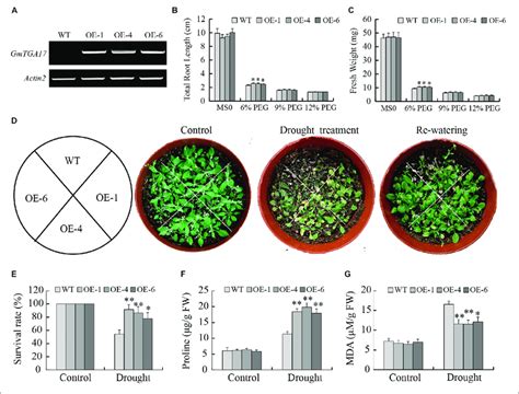 Heterologous Overexpression Of Gmtga17 In Arabidopsis Enhanced