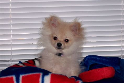 Pictures Of Pomeranian Puppy Uglies Fonda Arreola