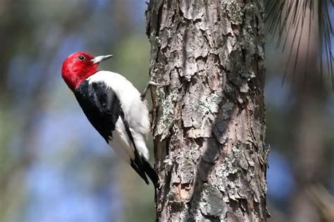 Species Of Woodpeckers In Texas Pictures Bird Feeder Hub