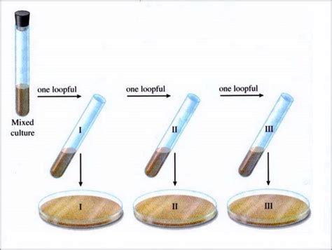 Microbiology Lab Practical 2 Arkansas Flashcards Quizlet