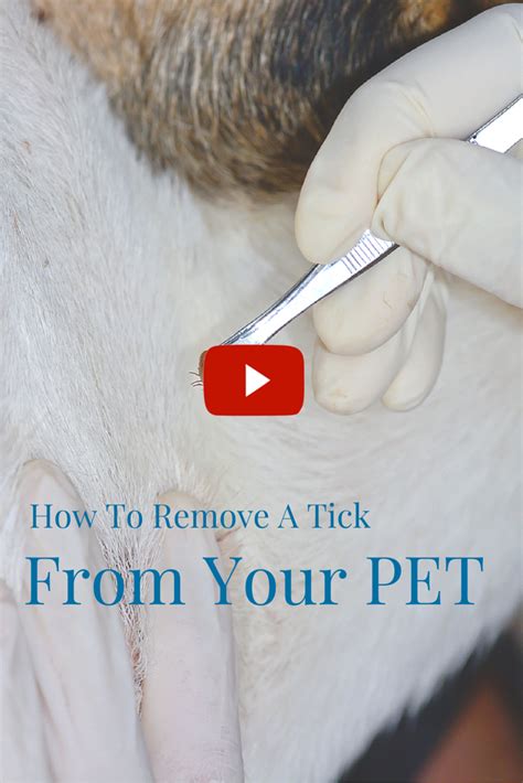 Best Way To Remove A Tick From Cat - HOWOTREMVO