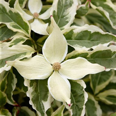 Summer Fun Dogwood Cornus Kousa Summer Fun Trees Spring Hill
