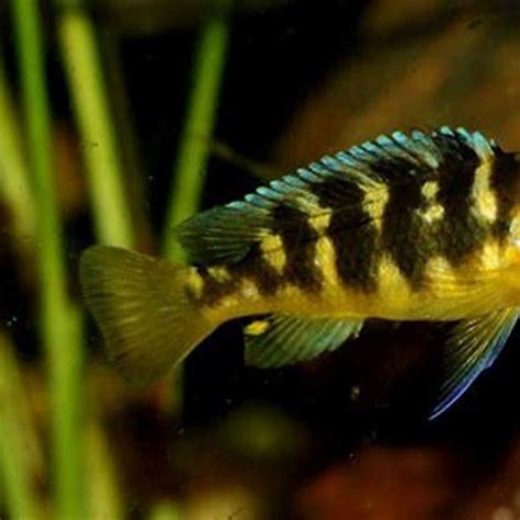 Is Bumblebee Cichlid Aggressive DIY Seattle