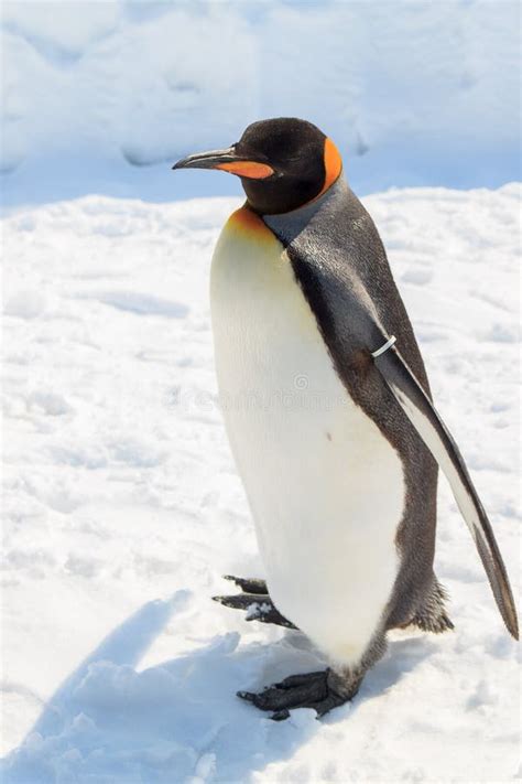 Adult King Penguin Standing Still Stock Image Image Of Nature White