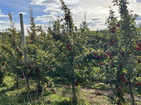 Apple Season in the Annapolis Valley