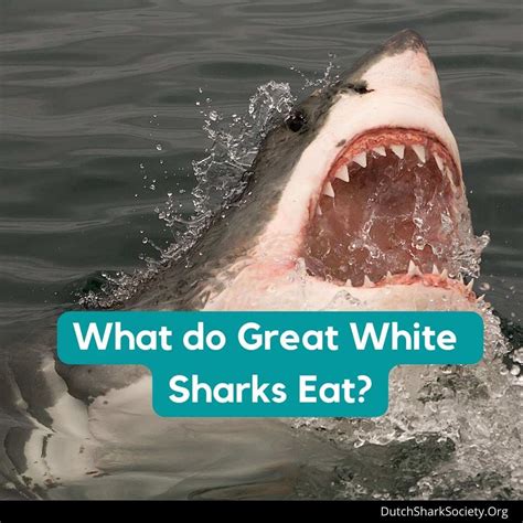 What Do Sharks Eat? - Dutch Shark Society