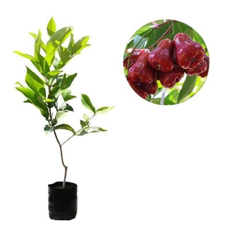 Jual Bibit Jambu Air Citra Cm Di Seller King Bibit Banjaran