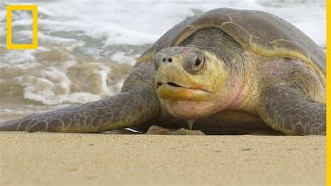 Hallan Muertas A Tortugas Oliv Ceas En Peligro De Extinci N