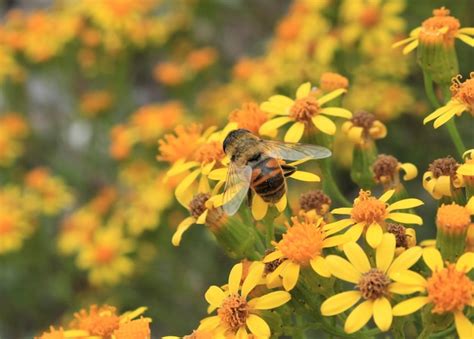 Premium Photo Close Up Of Bee On Yellow Flowers