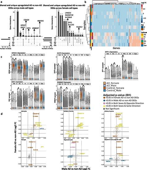 Sex Stratified Cell Type Specific Differential Gene Expression