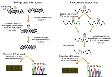 DNA RNA Protein Interactions Functional Genomics II