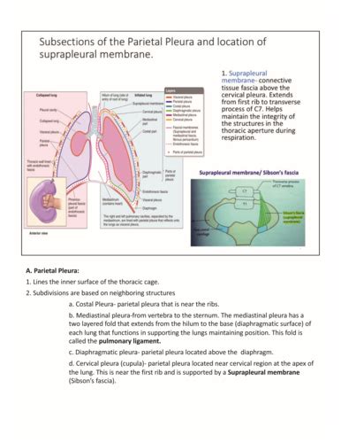 Lungs And Pleura Flashcards Quizlet