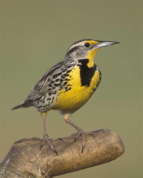 Western Meadowlark Beautiful Birds Pet Birds Bird