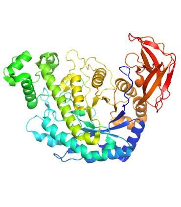 Amylase Enzyme