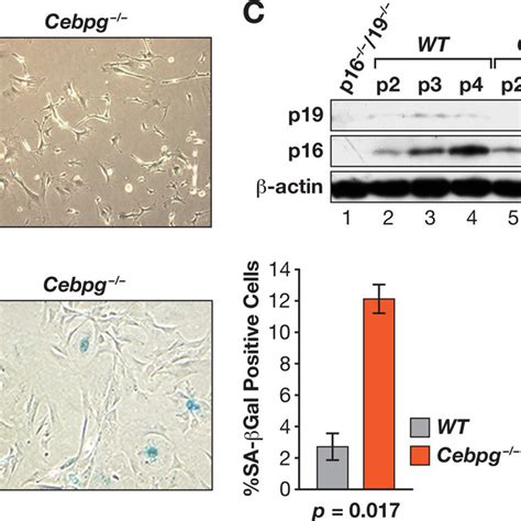 Increased Senescence In Cebpg Mefs A Morphology Of Wt And Cebpg