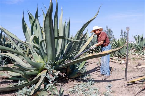 Maguey pulquero es ícono comercial cultural y de biodiversidad del Edomex