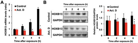 Effects Of Actinomycin D On The Increase In The Levels Of Hoxb13