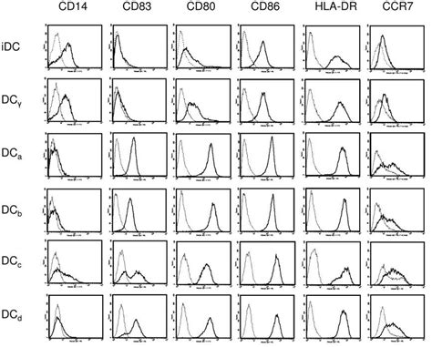 Phenotypic Characterisation Of Modcs From One Representative Donor