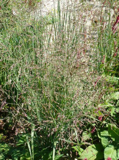 Panicum virgatum Heavy Metal Staudengärtnerei Forssman