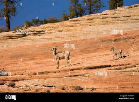 Desert Bighorn Sheep Ovis Canadensis Nelsoni Ewe And Lamb Zion