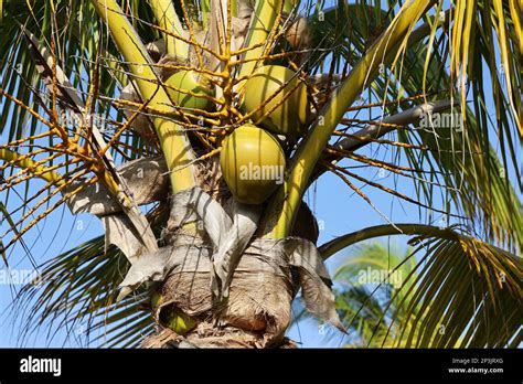 Coconut Palm With Coconuts On A Sky Background Tree In A Tropical