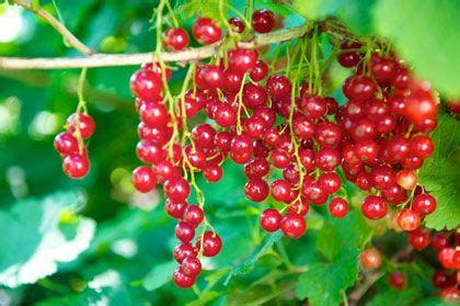 Bessen Snoeien Witte En Rode Bessen Snoeien Tuinieren Nl Fruit