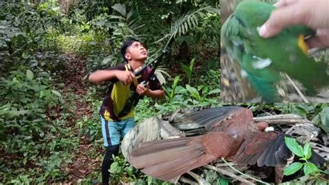 Berburu Burung Uncal Dan Punai Di Pagi Hari Youtube